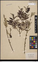 Foto von Salix aurita L. x Salix viminalis L.